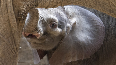 Opel-Zoo Kronberg: Elefantenkalb Kaja hat ersten Geburtstag