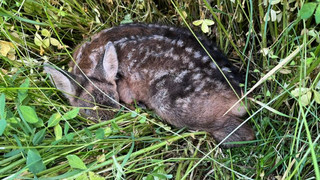 Rehkitz vor dem Mähtod auf Feld bei Riedstadt gerettet
