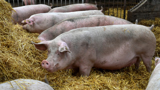 Bundestag entscheidet über Einführung des Tierhaltungslogos