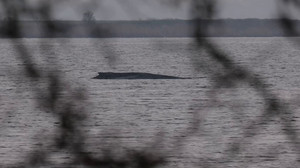 Trauriges Warten auf den Tod: Buckelwal durch Sperrzone geschützt