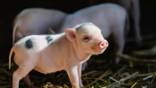 Sau-süße Bilderserie! Minischweine im Opel-Zoo haben Nachwuchs