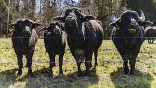 Wichtiges Umweltschutzprojekt im Odenwald: Wasserbüffel erhalten Moore