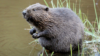 Biber sorgt für Überflutungen und Ärger in Reinheim