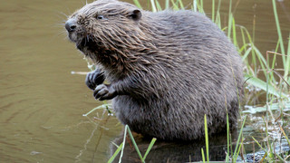 Es sind doch noch welche da: Biber in Reiskirchen-Hattenrod