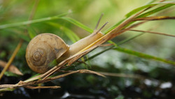 Schnecken Senckenberg Frankfurt