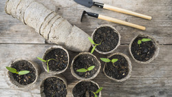 Pflanzenbörse für Gartenfreunde in Eltville