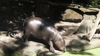 Ab ins Elsass: Zwergflusspferd Toni verlässt bald Berlin