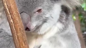 Flauschig, aber bedroht: Koalas brauchen Schutz