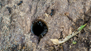 Frankfurt setzt neue Bäume nach Giftattacke