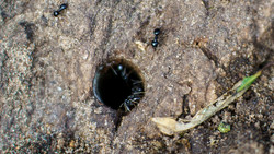 Frankfurt setzt neue Bäume nach Giftattacke