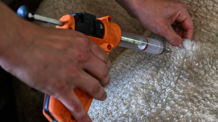 Blauzungenkrankheit entdeckt: Diese Tiere sind betroffen