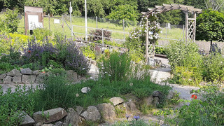 Kreuz & Quer am 27. März - vom Unkraut zum Heilkraut