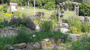 Kreuz & Quer am 27. März - vom Unkraut zum Heilkraut