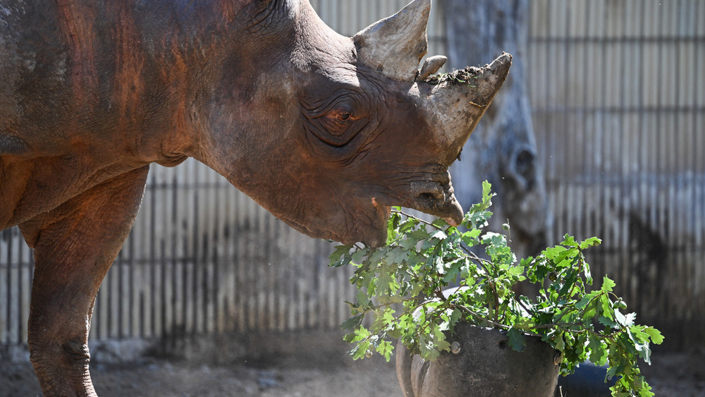 Das neue Spitzmaulnashorn „Taco“ frisst im Gehege im Frankfurter Zoo Zweige aus seinem Lieblingsspielzeug.