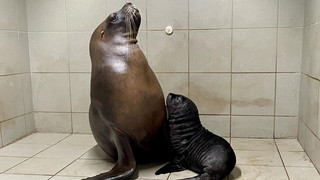 Süßer Nachwuchs bei den Robben im Zoo Heidelberg