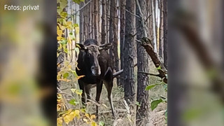 Waldbesuch vom Elch: Unerwartete Begegnung mit einem Riesen