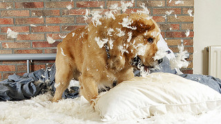 Böse Hunde: Das haben Vierbeiner schon alles zerstört