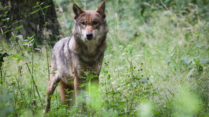 Wolfsabschuss in der Rhön: Ermittlungen eingestellt