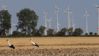 Erneuerbare Energien und Artenschutz in Grünberg