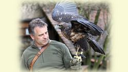 Greifvogelvorführung Kelsterbach