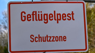 Vogelgrippe in Hungen - 8500 Puten werden gekeult
