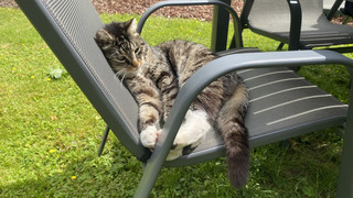 Obwohl sie ein Zuhause hat: Bad Wildunger Katze Stammgast im Tierheim