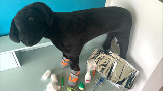 Erste-Hilfe-Kurs für Hundebesitzer im Rheingau