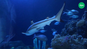 Sind noch alle Fische da? Große Zählaktion im Aquarium Sea Life Hannover