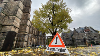 Marburger Elisabethkirche: 10-Meter-Esskastanie ersetzt kranken Ahorn