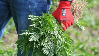 Gefährlich für Allergiker: Ambrosia-Pflanze vor Blüte entfernen