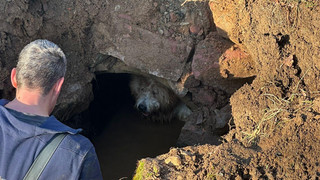 Ein Hund wie ein Bär: Feuerwehr Burghaun rettet Boomer
