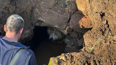 Ein Hund wie ein Bär: Feuerwehr Burghaun rettet Boomer