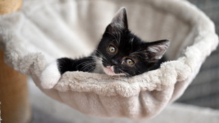 Katzenjunges stürzt in Heppenheim aus Hochhaus und stirbt