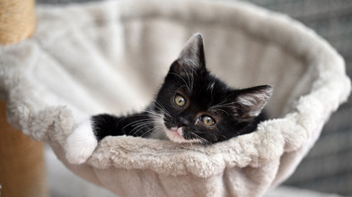Rettungsaktion der Polizei in Schwetzingen: Katze aus Haus befreit