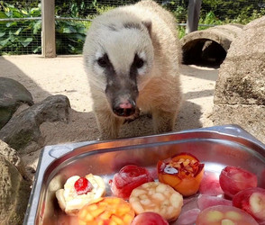 Heiße Tage im Zoo: So erfrischen sich die Tiere