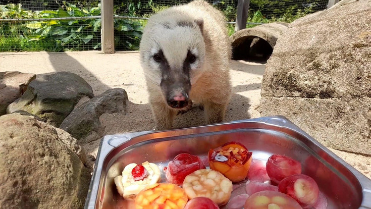 Heiße Tage im Zoo: So erfrischen sich die Tiere