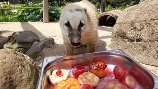 Heiße Tage im Zoo: So erfrischen sich die Tiere