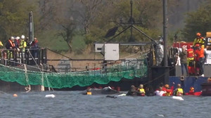 Wal schwimmt in Transportschiff – Reise steht bevor