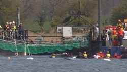 Wal schwimmt in Transportschiff – Reise steht bevor