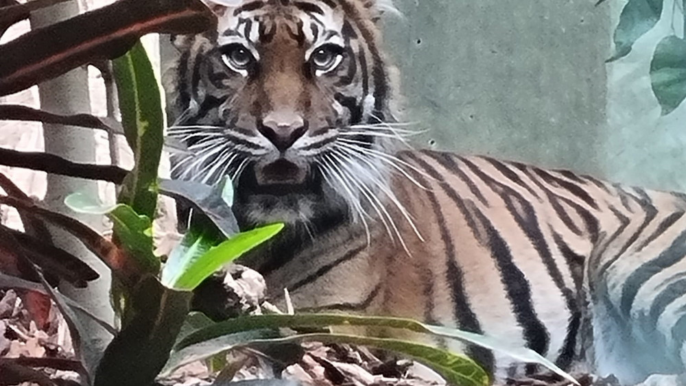 Noch ist Cinta scheu, aber wenn sie sich in Frankfurt eingelebt hat, können Zoobesucher einen Blick auf das Tigerweibchen werfen.