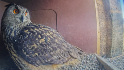 Uhu-Dame wird beim Brüten in Marburg zum Internetstar