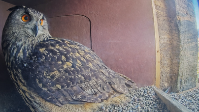 Uhu-Dame wird beim Brüten in Marburg zum Internetstar