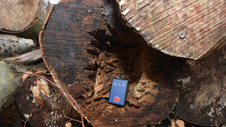 Wegen hohen Energiepreisen: Holz-Diebstahl in Hessens Wäldern nimmt zu