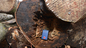 Wegen hohen Energiepreisen: Holz-Diebstahl in Hessens Wäldern nimmt zu
