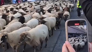 Traditioneller Schafzug: Hunderte Schafe ziehen durch Nürnbergs Innenstadt