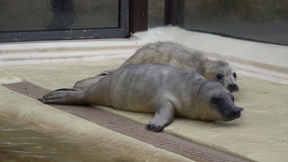 Zurück in die Nordsee: Kegelrobbenheuler im Friedrichskooger Aufzuchtbereich