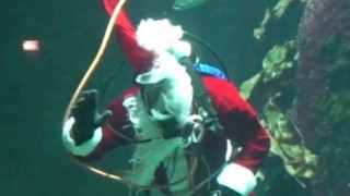 Alle Jahre wieder: Nikolaus taucht zu Fischen mit Scampi und Makrelenhäppchen