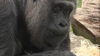 Wohl älteste Gorilla-Dame der Welt: Fatou feiert im Berliner Zoo