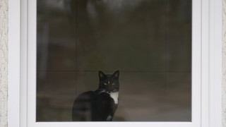 Walldorf: Katzen dürfen ab 1. August wieder raus