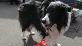 Nachfrage bei Hessens Tiertafeln steigt: Hilfe bei geringem Einkommen